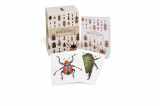 9781782402381-1782402381-A Box of Beetles: 100 Beautiful Postcards