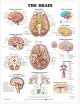 9781587791055-1587791056-The Brain Anatomical Chart