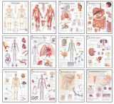 9781932922943-1932922946-Body Systems Chart Set