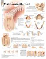 9781930633889-1930633882-Understanding The Teeth chart: Wall Chart