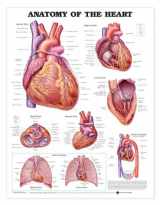 9781587798443-1587798441-Anatomy of The Heart Chart