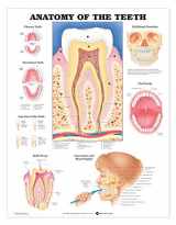 9781587790997-1587790998-Anatomy of the Teeth Anatomical Chart