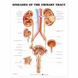 9781587792410-1587792419-Diseases of the Urinary Tract Anatomical Chart
