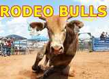 9781980481942-1980481946-Rodeo Bulls Volume 1