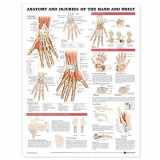 9781587799136-1587799138-ACC Anatomy and Injuries of The Hand and Wrist Anatomical Chart, 20.00" x 26.00"