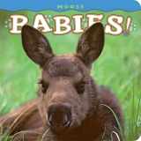 9781560375081-1560375086-Moose Babies! (Babies! (Farcountry Press))