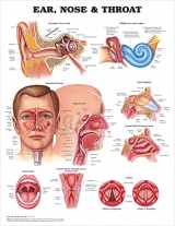 9781587791161-1587791161-ACC Ear, Nose and Throat Anatomical Chart, 20.00" x 26.00"