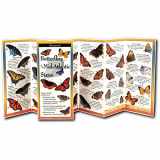 9781935380023-1935380028-Butterflies of the Mid-Atlantic & South Central States: Folding Guide (Foldingguides)