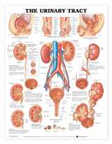9781587790720-1587790726-ACC The Urinary Tract Anatomical Chart