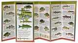 9781935380269-1935380265-Freshwater Fishes of Texas: Folding Guide (Foldingguides)