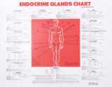 9781570672392-1570672393-Endocrine Glands Chart
