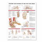 9781587798399-1587798395-Anatomy and Injuries of The Foot and Ankle