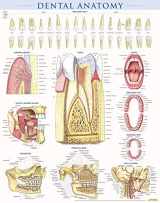 9781423224259-1423224256-Dental Anatomy Poster (22 x 28 inches) - Laminated: a QuickStudy Reference
