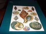9781851703920-1851703926-Shells - Classic Natural History Prints