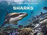 9781454921288-1454921285-Sharks (Science for Toddlers)