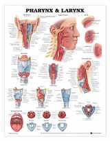 9781587791802-1587791803-Pharynx & Larynx Anatomical Chart