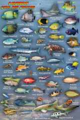 9781931494960-1931494967-Caribbean Sea Reef Creatures Waterproof Fish Card 4" x 6"