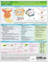 9781595410160-1595410163-MemoCharts Pharmacology: The renin and angiotensin system (Review chart)
