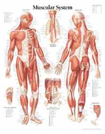 9781930633025-1930633025-Muscular System Male chart: Wall Chart