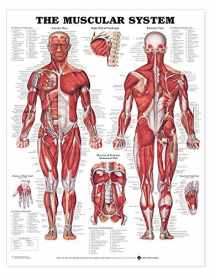 9781587799815-1587799812-The Muscular System Giant Chart