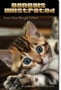 9781936522026-1936522020-Bengals Illustrated Your New Bengal Kitten