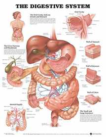 9781587790065-1587790068-ACC The Digestive System Anatomical Chart