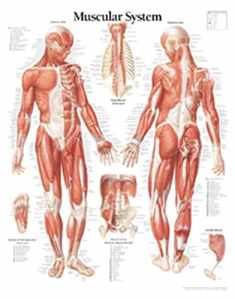 Muscular System Male chart: Wall Chart