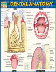 Dental Anatomy (Quick Study Academic)