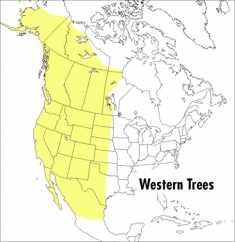 A Peterson Field Guide To Western Trees: Western United States and Canada (Peterson Field Guides)