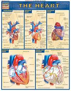 Heart (Quick Study Academic)