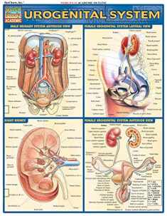Urogenital System (Quick Study Academic)